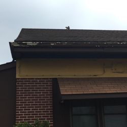 Mario's Pizza - LITERALLY A SQUIRREL JUST ABOUT TO ENTER THIS PLACE