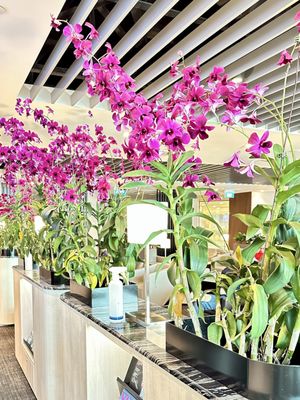 SATS Premier Lounge Terminal 3 by null