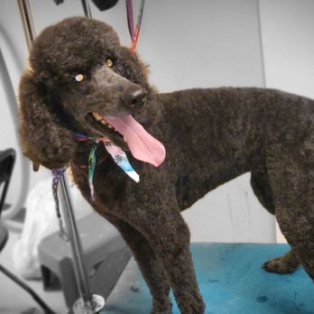 Shag-n-wag grooming - Poodle #2 after pic - Pet Groomers Near Me - Warsaw, New York Shag-n-wag grooming - Poodle #2 after pic - Pet Groomers Near Me - Warsaw, New York