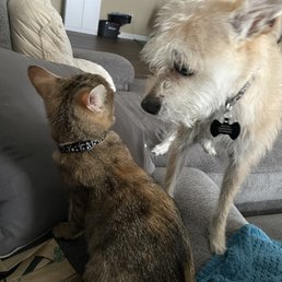 Adopted cat Sammi now known as Hazel with her new big brother and best friend Mocha