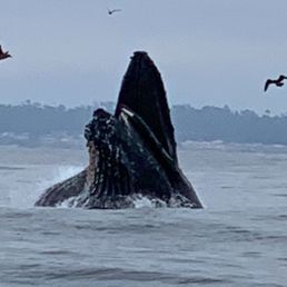 9-15-23 Humpback Whales lunging for food! 9-15-23 Humpback Whales lunging for food!