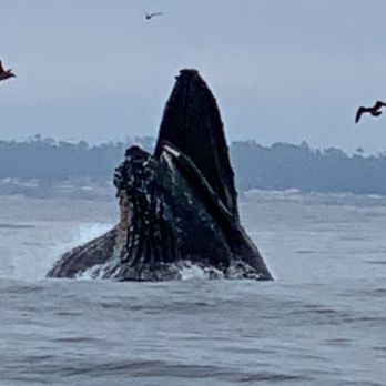 Sanctuary Cruises - 9-15-23 Humpback Whales lunging for food! - Boat Charters Near Me - Moss Landing, California Sanctuary Cruises - 9-15-23 Humpback Whales lunging for food! - Boat Charters Near Me - Moss Landing, California