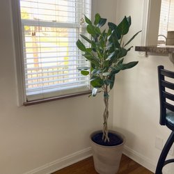 Woods Hardware - Audrey Ficus