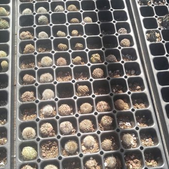 Cactus Mart - Itsy bitsy cactus's. - Nurseries & Gardening Near Me - Morongo Valley, California