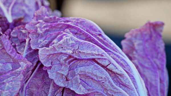 Hollywood Farmers Market by null
