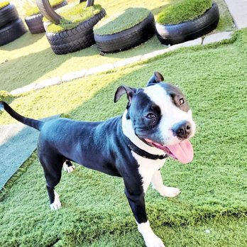 Pet Vacations - Baby Cruzito - Pet Training Near Me - Jamestown, California