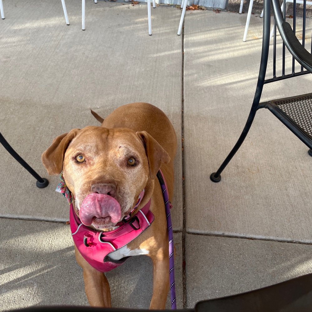 Dirty Laundry - Dog friendly. - Cocktail Bars Near Me - Denver, Colorado Dirty Laundry - Dog friendly. - Cocktail Bars Near Me - Denver, Colorado