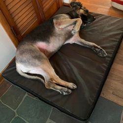 Affordable Pet Grooming Dogs and Cats - After, with irritation from shaving too close