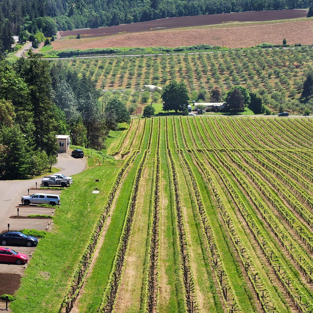 Willamette Valley Vineyards - Bend - Wine Tasting Room Near Me - Bend, Oregon Willamette Valley Vineyards - Bend - Wine Tasting Room Near Me - Bend, Oregon
