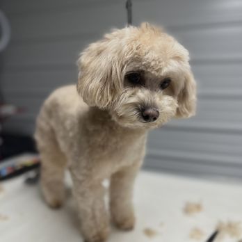 K9 Connect Center - Pet Groomers Near Me - Dwight, Illinois K9 Connect Center - Pet Groomers Near Me - Dwight, Illinois