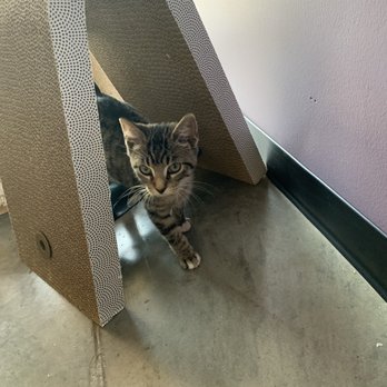 Fancy Cat Cafe - Coffee & Tea Near Me - Southaven, Mississippi