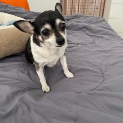 Vet Tech Pet Care