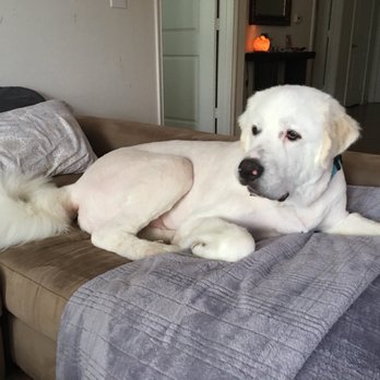 Highmark Kennel - Pet Sitting Near Me - Austin, Texas