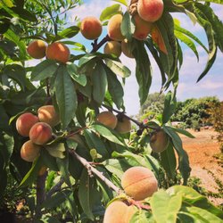 Victory Garden Nursery - Encinitas grown peaches Pro Trees
