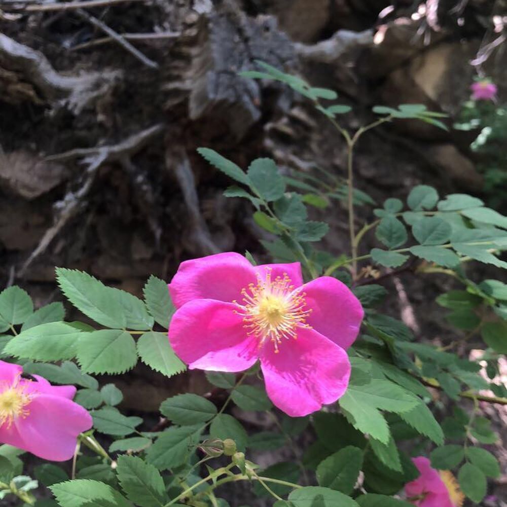 Desolation Trail - Hiking Near Me - Salt Lake City, Utah