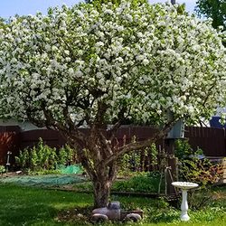 Buck's Tree Service - Expert tree care
