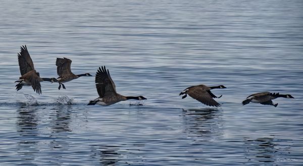 Deception Pass State Park by null