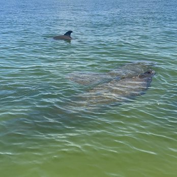 Our Captiva - Manatees and dolphin - Vacation Rentals Near Me