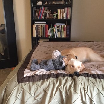 Four Paws Adventures - Oso - After The Adventure - Dog Walkers Near Me