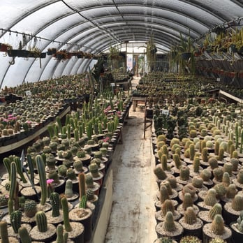 The Cactus King - Cactus tent - Nurseries & Gardening Near Me - Houston, Texas