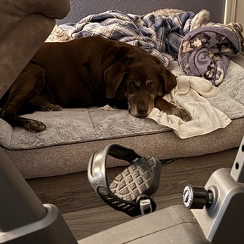 Top Gun Kennels - Big lab dog. He's got issues with insomnia and my small separation anxiety. - Pet Boarding Near Me - Fallon, Nevada Top Gun Kennels - Big lab dog. He's got issues with insomnia and my small separation anxiety. - Pet Boarding Near Me - Fallon, Nevada
