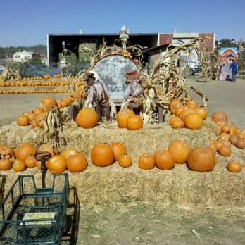 Big Horse Feed & Mercantile - Livestock Feed & Supply Near Me - Temecula, California Big Horse Feed & Mercantile - Livestock Feed & Supply Near Me - Temecula, California