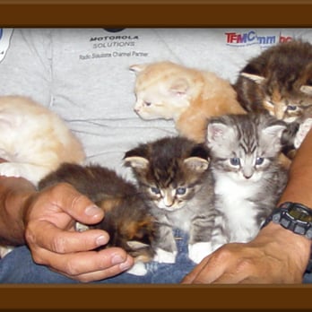 LapCats Cattery - LapCats Maine Coon Kittens are family raised as loving family members. They are never caged. They live, play, & sleep with us. - Pet Services Near Me LapCats Cattery - LapCats Maine Coon Kittens are family raised as loving family members. They are never caged. They live, play, & sleep with us. - Pet Services Near Me