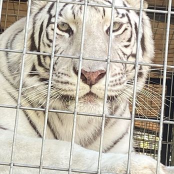 Project Survival's Cat Haven - White tiger seemed very friendly and kept staring at my daughter. - Zoos Near Me - Dunlap, California