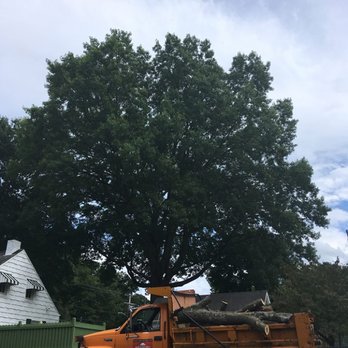 Dominion Tree Care Specialists - Tree Services Near Me - Moneta, Virginia