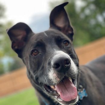 Front Range German Shepherd Dog Rescue - Animal Shelters Near Me Front Range German Shepherd Dog Rescue - Animal Shelters Near Me