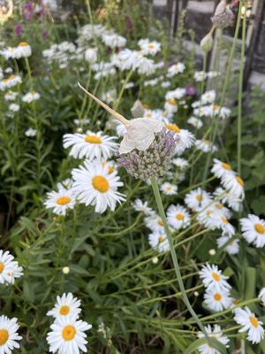 The Orcas Island Historical Museum by null