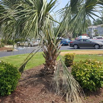 Cactus Sands Landscapes - They fixed the palmetto but didn't even bother shaping it up???? - Landscaping Near Me - Myrtle Beach, South Carolina Cactus Sands Landscapes - They fixed the palmetto but didn't even bother shaping it up???? - Landscaping Near Me - Myrtle Beach, South Carolina