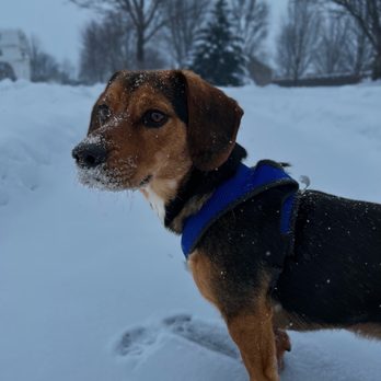 The Bond Between - Animal Shelters Near Me - Minnetonka, Minnesota