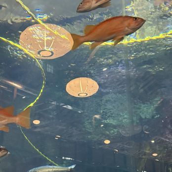 Seattle Aquarium - Aquariums Near Me - Seattle, Washington
