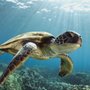 Photo of The Snorkel Store - Kihei