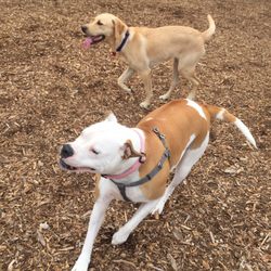 Mukilteo Off Leash Dog Park - Room to run!