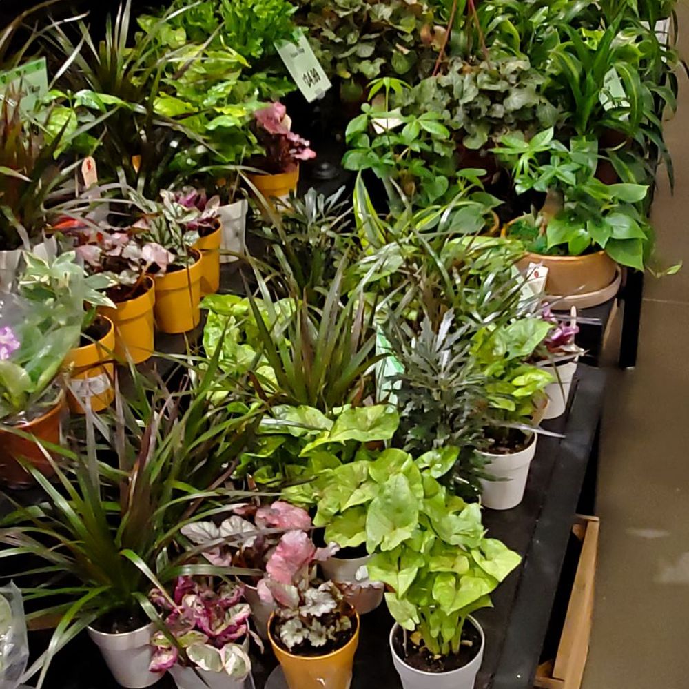 Wegmans - Plants - Grocery Near Me - Montvale, New Jersey Wegmans - Plants - Grocery Near Me - Montvale, New Jersey