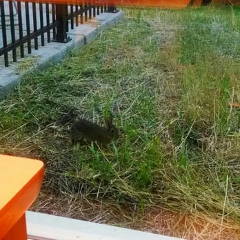 Woodneath Library Center - In a collaboration/study room, one day there was a rabbit outside! - Libraries Near Me - Kansas City, Missouri Woodneath Library Center - In a collaboration/study room, one day there was a rabbit outside! - Libraries Near Me - Kansas City, Missouri