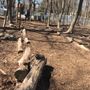 Photo of Waterman St Dog Park