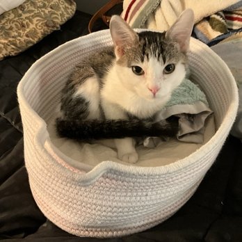 Cobb County Animal Services - Finny in her basket - Animal Shelters Near Me - Marietta, Georgia Cobb County Animal Services - Finny in her basket - Animal Shelters Near Me - Marietta, Georgia