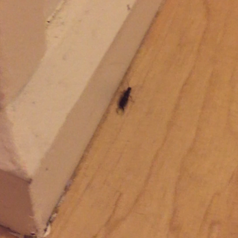 Breakers Montauk - Huge pincher bugs crawling around bed. Dangerous and unsanitary - Hotels Near Me - Montauk, New York
