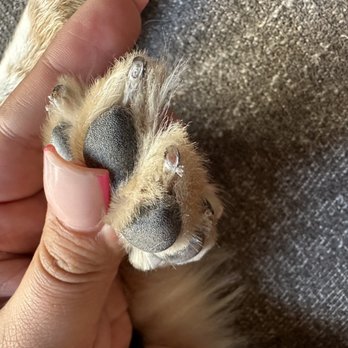 Oh My Dog! Grooming - Cut quick - Pet Groomers Near Me - Murrieta, California Oh My Dog! Grooming - Cut quick - Pet Groomers Near Me - Murrieta, California