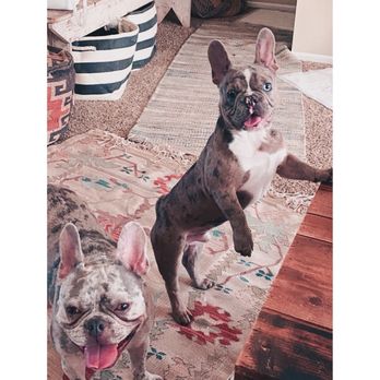Star Valley Veterinary Clinic - Nash and Tenn... (pre-op!) - Veterinarians Near Me - Star Valley, Arizona Star Valley Veterinary Clinic - Nash and Tenn... (pre-op!) - Veterinarians Near Me - Star Valley, Arizona