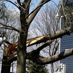 Anderson Arbor Care - Tree removal