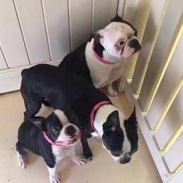 The 3 kids at Paws Inn!