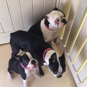 Paws Inn Paradise - The 3 kids at Paws Inn! - Pet Sitting Near Me - Pinellas Park, Florida