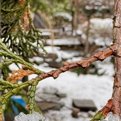 6BC Botanical Garden - Closeup. Post-snowfall. January 2026