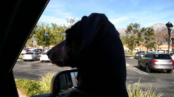 az cardinals nike shoes