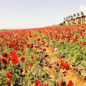 The Flower Fields - Venues & Event Spaces Near Me - Carlsbad, California