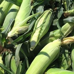 River Lily Farm - Best Corn either grab some to  go or with him and pick your own.